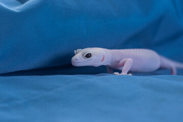 Rainwater albino gecko (Eublepharis macularius) on blue background.