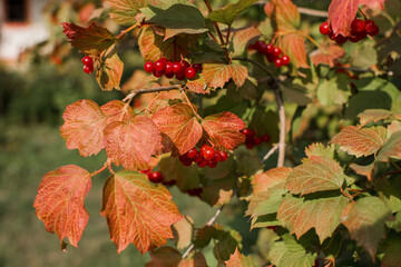 viburnum bush in autumn in the village