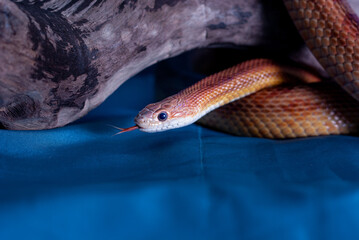 Orange corn snake on blue background sticking forked tongue out