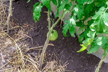 green tomatoes in a home greenhouse