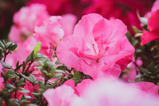 合弁花類 Images Browse 23 Stock Photos Vectors And Video Adobe Stock