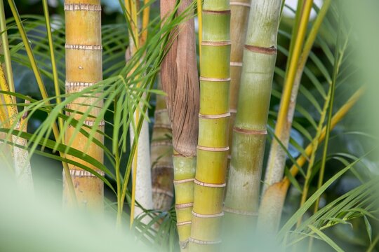 夏目漱石の小説にも「杖」となって登場したビンロウジの木
