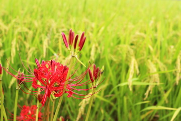 田んぼと彼岸花
