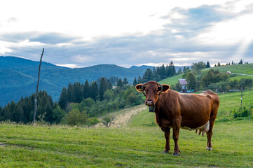 Naklejka premium Single brown cow on a meadow in high mountains. Zlatibor mountain, Serbia