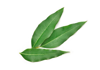 Eucalyptus leaves isolated on white background. © Paitoon