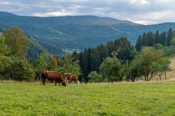 Cow and calf grazing on a meadow in high mountains. Zlatibor mountain, Serbia