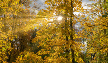 The sun's rays pass through the maple. Autumn landscape.