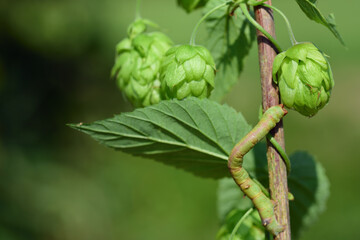 Fototapeta premium A green caterpillar, a spanner, climbs up a hop tendril