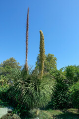 Blooming Mexican herbal tree Dasylirion Longissimum against the blue sky. Thick trunk. The dense,...