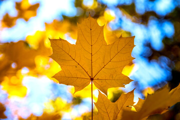 Yellow maple leaf. Place for text. Copy space.