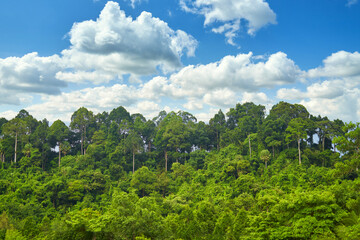 Fototapeta na wymiar rain forest top tree with blue sky and cloud
