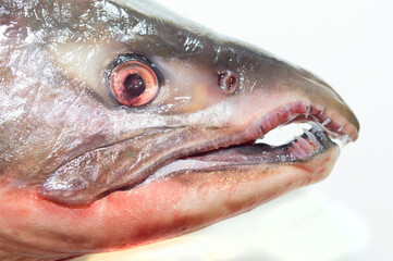 Head of a predatory red salmon fish freshly caught. Dietary food. Ingredient for cooking.