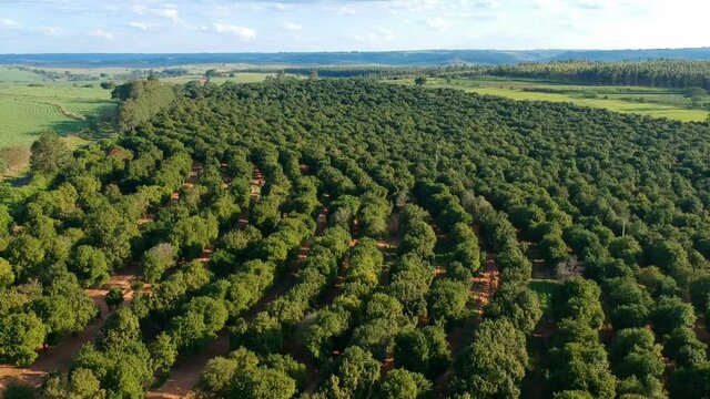 Aerial view over a macadamia nut plantation in Brazil