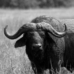 A lone The African buffalo or Cape buffalo (Syncerus caffer) in Tanzania. Black and White.  Square Composition.