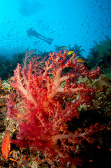 Fototapeta na wymiar colorful red soft coral in the Ocean with a diver silhouetted