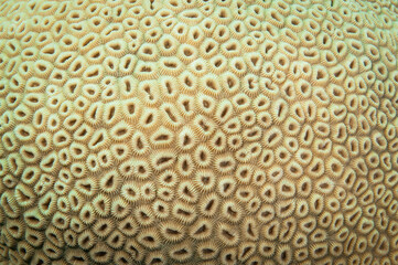 close up for coral polyps