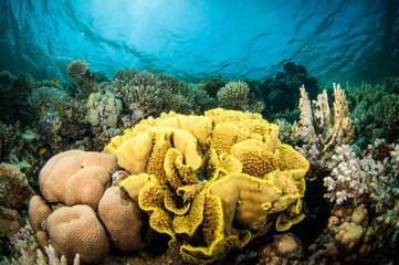 collection of different coral in the Red sea