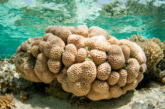 collection of different coral in the Red sea