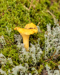 natural forest background, wild mushroom in the forest, traditional forest background with grass,...