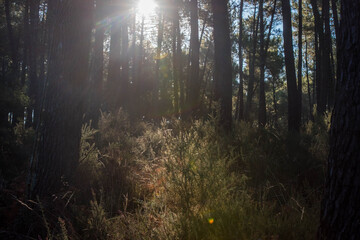 sun rays through the forest