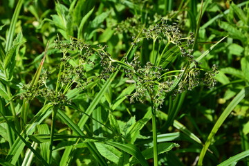 Wood club-rush (Scirpus sylvaticus) foliage in a wet meadow in July.