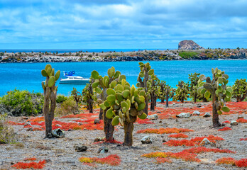 Landscape of South Plaza  Island  at  Galapagos, Ecuador.