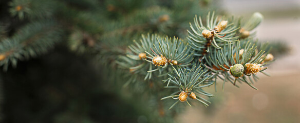 Green branches of spruce with needles and cones close-up. Natural background for Christmas and new year. Space for text