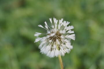 Wei&szlig;e Bl&uuml;te mit Morgentau im Sonnenlicht