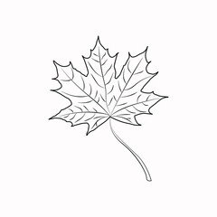 autumn maple leaf isolated on white background. Vector.