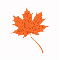 autumn maple leaf isolated on white background. Vector.