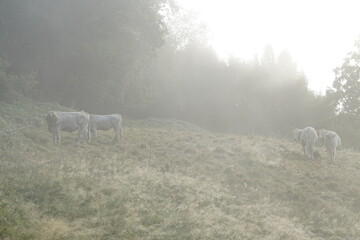 Kühe im Morgentau auf einer Weide