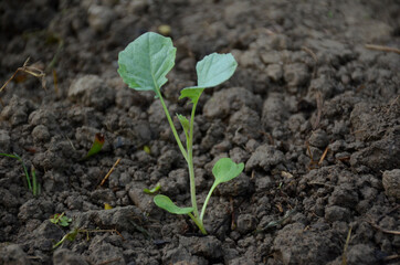 the small ripe green cabbage plant seedlings in the garden.