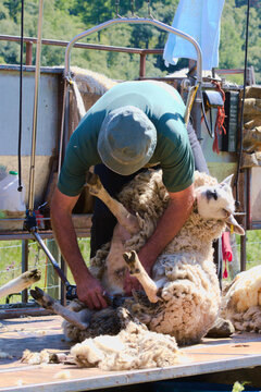 A very physical activity : Season worker, usually from Autralia or New Zealand, shearing sheep's fleece in Highlands during summer; economic pillar for Scotland