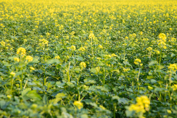 Obraz premium dark mustard plants in a field, yellow flowers and green leaves