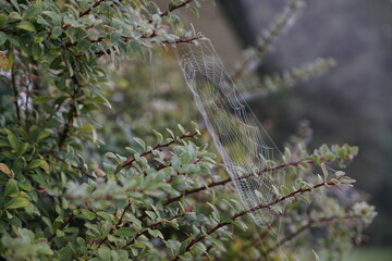 Spinnennetz mit Morgentau im Sonnenlicht Nahaufnahme 