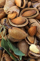 almond harvest time - broken almonds