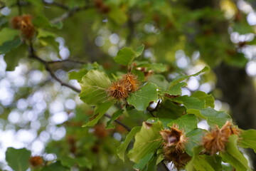Buchdeckel am Baum mit grünem Laub