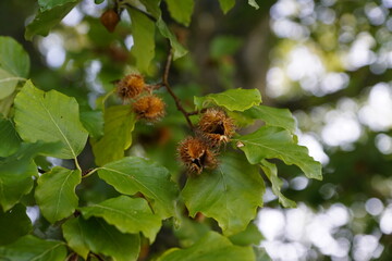 Buchdeckel am Baum mit grünem Laub