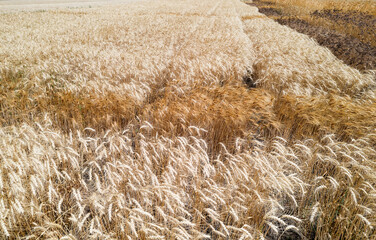 Wheat field. Agricultural field with different varieties of wheat, near Odessa. Breeding different varieties of cereals
