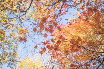 단풍이 든 단풍나무