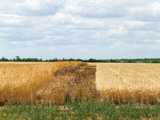 Fototapeta premium Wheat field. Unusual wheat variety with black ears. Agricultural field with different varieties of wheat near Odessa. Breeding different varieties of cereals