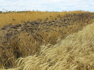 Wheat field. Unusual wheat variety with black ears. Agricultural field with different varieties of wheat near Odessa. Breeding different varieties of cereals