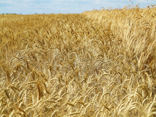 Wheat field. Ears of golden wheat close up. Beautiful Nature Sunset Landscape. Rural Scenery under Shining Sunlight. Background of ripening ears of wheat field. Rich harvest Concept. Label art design