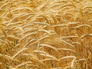 Wheat field. Ears of golden wheat close up. Beautiful Nature Sunset Landscape. Rural Scenery under Shining Sunlight. Background of ripening ears of wheat field. Rich harvest Concept. Label art design