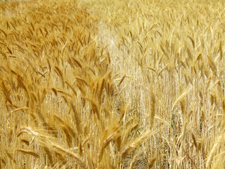 Wheat field. Agricultural field with different varieties of wheat, near Odessa. Breeding different varieties of cereals