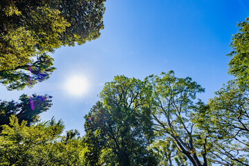 新緑の木と青空