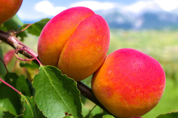 Branch of an apricot tree with two big ripe yellow-red apricots in close-up