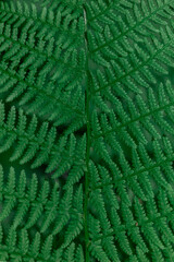 Fern in the forest close-up. Background of leaves.