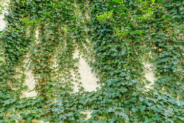 壁に絡まる沢山のツタ