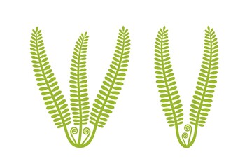 Fern logo. Isolated fern on white background